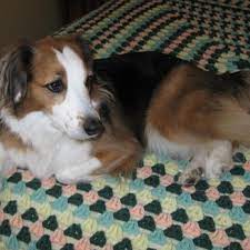 How many dogs does homeward bound rescue have? Homeward Bound Dog Rescue Of Minnesota 10 Reviews Animal Shelters Monticello Mn Phone Number