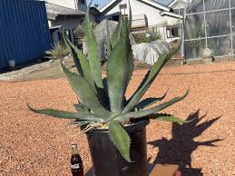 Yahoo!オークション - Yahoo! JAPAN