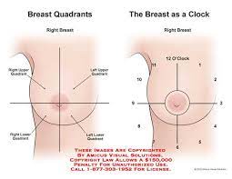 Anatomy of the female breasts. 12199 01x Breast Anatomy Anatomy Exhibits