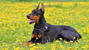In 1998, the members of doberman initially came together while studying art at osaka university. Doberman Pinscher Complete Dog Breed Information Petmoo