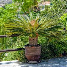 It was then when they suspected sago palm poisoning. Beware The Fronds Palm Toxicity In Pets The Pets Place Animal Hospital