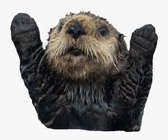 Otter Transparent Image Animal Image With Transparent Otter Transparent Hd Png Download Transparent Png Image Pngitem Polish your personal project or design with these otter transparent png images, make it even more personalized and more attractive. otter transparent hd png download