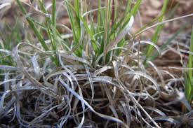 This native mix developed by douglass king seed combines 3 hearty, native grassesthat provides excellent low cover in a drought resistant blend. California Native Bunchgrasses California Native Plant Society