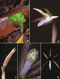 Image result for Nervilia