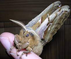 Maybe you would like to learn more about one of these? Antheraea Polyphemus Basically A Tarantula With Wings 9gag