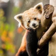 The knoxville zoo has more than 800 animals and has had success breeding animals, especially red pandas and white rhinos. Red Pandas Zoo Knoxville