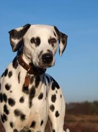 Image result for dalmatin