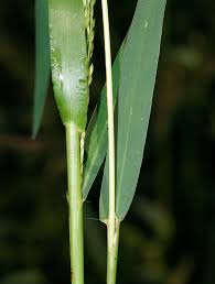 Image result for Panicum carneovaginatum