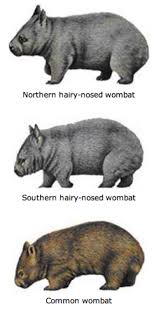 Image result for Northern hairy-nosed wombat