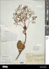 Image result for Premna velutina