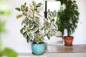 Image result for Ficus tesselata