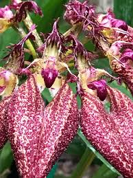 Image result for Rhipidoglossum globulosocalcaratum