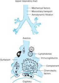 Respiratory Infections Thoracic Key