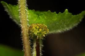 Image result for Hydrocotyle mannii