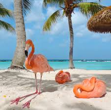 Birds Of The Bahamas Photos Our National Bird Of The Bahamas Is Operating On Island Time This Monday Time To Wake Up Www Sandytoesbaha Flamingo Beach Aruba Flamingo Beach Flamingo