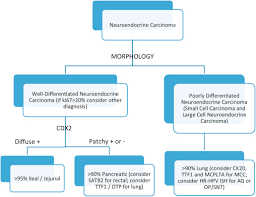 Immunohistochemistry Carcinomas Of Unknown Primary And Incidence Rates Sciencedirect
