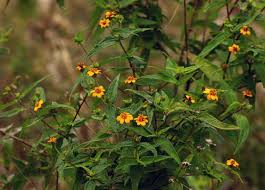 Image result for Aspilia