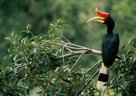 Enggang Burung Khas Kalimantan Burung Hewan Kalimantan