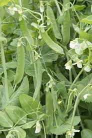 Image result for Pisum