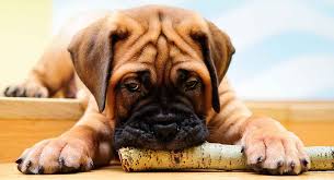 Should there not be any bullmastiff puppy listings shown, please complete the form accordingly to register your interest in buying an bullmastiff. Bullmastiff Names Pick The Perfect One For Your Tough Dog