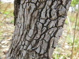 Image result for Gymnosporia senegalensis