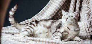 Wie du die rolligkeit deiner katze erkennst, wann sie geschlechtsreif ist, und wie du ihr helfen kannst. Meine Katze Wird Geschlechtsreif Tiermedizin Dr Gumpert