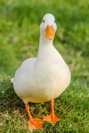An american pekin duck egg has twice the nutritional value than a chicken egg and will stay fresh longer because of their thicker shell. Pekin Ducklings Purely Poultry