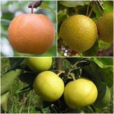 Shop on the home depot. 8 10 To 20 F Edible Garden Plants Garden Flowers The Home Depot Edible Garden Asian Pear Planting Herbs