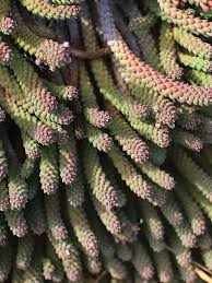 Image result for Monadenium rugosum