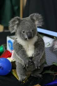 Pin By Photos By Hank Photographer On St Francis Friends Koala Cute Animals Baby Koala