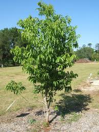 Image result for Sapindus saponaria