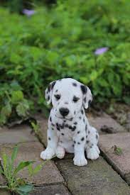 Dalmatian Puppy Cute Baby Animals Cute Animals Cute Puppies