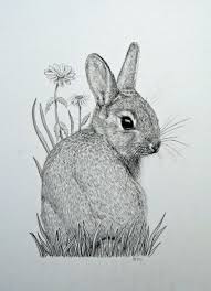 Original Mounted Pencil Drawing Of Baby Bunny By Vicksanimalart 35 00 Animal Drawings Rabbit Drawing Bunny Art