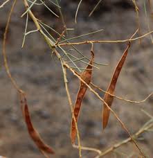 Image result for Parkinsonia africana