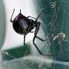Black widow spider venom can be deadly but how likely are you to be bitten? Https Encrypted Tbn0 Gstatic Com Images Q Tbn And9gcs6z8nr8pzebtjbq2tij5scew3czjjulzirnjikpfufqpotxr1x Usqp Cau