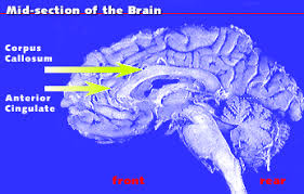 Stroop Effect Stroop Test