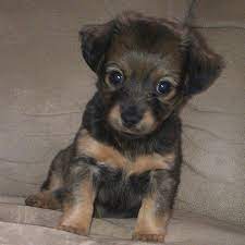 We did not find results for: Dameranian Pomeranian X Dachshund Mix Info Temperament Pictures