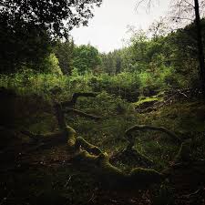 Something Mysterious Lives In The Deep Woods Sometimes Only Once Or Twice A Year It Comes To The Edge Of The Forest To Show Itsel Bushcraft Outdoor Deep Woods