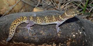 Discover how long western banded gecko lives. Coleonyx Wikipedia