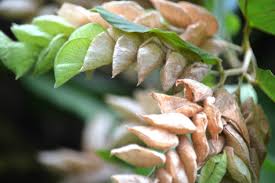 Image result for Pyrostria bibracteata