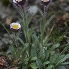 Image result for Erigeron steudelii