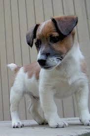 Jack Russell Terrier Black And Brown And White A Short Legged White With Brown Jack Russell Terrier Is Standing On A Wooden Porch In Front Of A Jack Russell Terrier Puppies Jack Russell Jack Russell Terrier