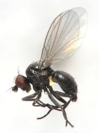 Image result for phytomyza gymnostoma