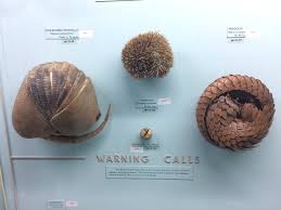 A coronavirus from a pangolin could. Jan Freedman On Twitter Roll Up Roll Up Rolling Into A Ball As A Defence Strategy Has Evolved Independently In Lots Of Different Animals From Left To Right Armadillo Hedgehog Pangolin Woodlouse