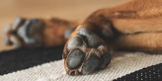 As with humans, big feet often correlate with greater height and weight. How To Properly Care For Your Dog S Paw Pads