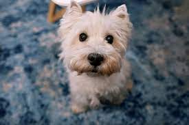 Best Quality West Highland Terrier Puppies For Sale Singapore 2022