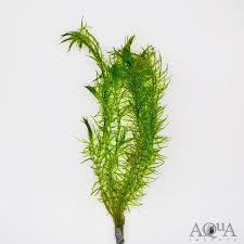 Image result for Najas