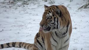 Typically only 2 cubs from a litter will survive into adulthood. Tiger Smithsonian S National Zoo