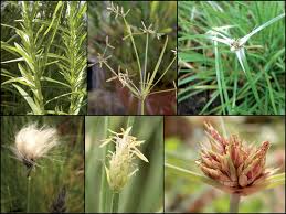 Image result for Courtoisina assimilis