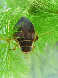 Image result for Dyschoriste multicaulis